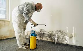 Taylor, TX Mold Removal Services Company