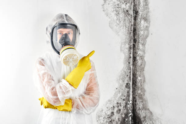 Why You Should Choose Our Mold Remediation Services in Taylor, TX